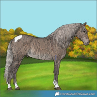 Horse Color:White Spotted Silver Brown Ice Dun Tobiano 