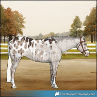Horse Color:Liver Red Dun Mushroom Appaloosa Brindle