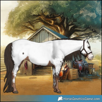 Horse Color:Liver Chestnut Near Fewspot 