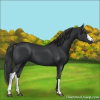 Horse Color:Black 