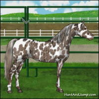 Horse Color:Liver Red Dun Mushroom Appaloosa Brindle 