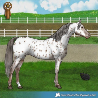 Horse Color:Liver Red Dun Appaloosa Brindle 