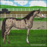 Horse Color:Liver Red Dun Brindle 