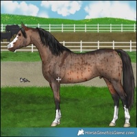 Horse Color:Bay Dun Mushroom Brindle