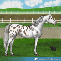 Horse Color:Liver Red Dun Mushroom Appaloosa Brindle