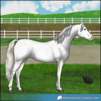 Horse Color:Chocolate Palomino Dun Appaloosa 