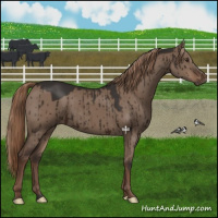Horse Color:Liver Red Dun Brindle 