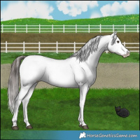Horse Color:Liver Red Dun Leopard