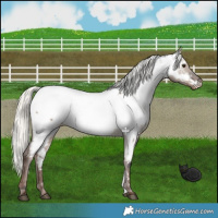 Horse Color:Liver Red Dun Mushroom Appaloosa 