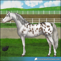 Horse Color:Liver Red Dun Mushroom Appaloosa Brindle 