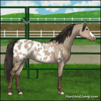 Horse Color:Liver Red Dun Appaloosa 