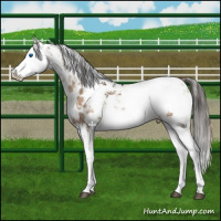 Horse Color:Liver Red Dun Sabino Splash Appaloosa 