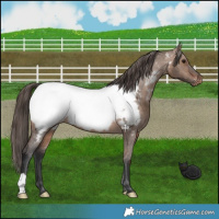 Horse Color:Brown Dun Snowcap 