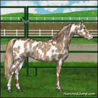 Horse Color:Red Dun Appaloosa Brindle 