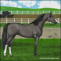 Horse Color:Grullo Brindle