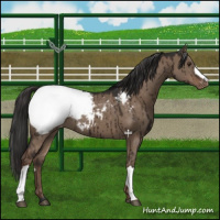 Horse Color:Liver Red Dun Appaloosa Brindle