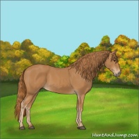 Horse Color:Chestnut  and Chestnut 