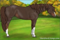 Horse Color:Liver Chestnut 