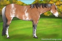 Horse Color:White Spotted Bay 
