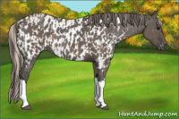 Horse Color:Silver Black  and Grullo Near Leopard 