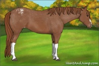 Horse Color:Chestnut Appaloosa 