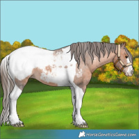 Horse Color:White Spotted Bay Tobiano Snowcap 