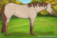 Horse Color:Red Dun 
