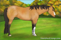 Horse Color:Buckskin 