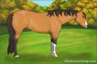 Horse Color:Buckskin 