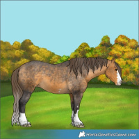 Horse Color:Buckskin Appaloosa 