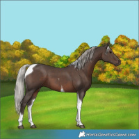 Horse Color:Silver Black Tobiano 