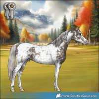 Horse Color:Silver Black Tobiano Frame Snowflake Varnish Rabicano