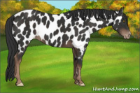 Horse Color:Liver Chestnut Appaloosa