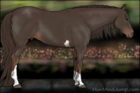 Horse Color:Liver Chestnut Tobiano