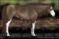 Horse Color:Liver Chestnut Sabino 