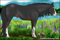 Horse Color:Liver Chestnut Sabino 