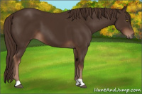 Horse Color:Liver Chestnut 