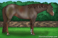 Horse Color:Liver Chestnut Sabino 