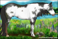 Horse Color:Liver Chestnut Frame 