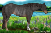 Horse Color:Liver Chestnut Rabicano 