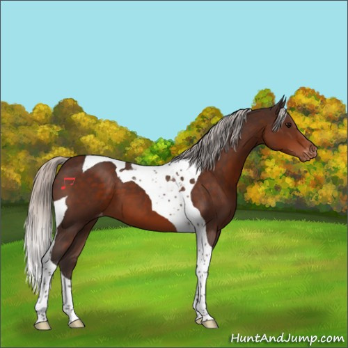 Horse Color:Silver Brown Tobiano Appaloosa 