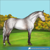 Horse Color:Gray Silver Brown Sabino Rabicano 