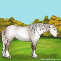 Horse Color:Gray Silver Buckskin Pearl Sabino Splash Rabicano 