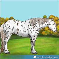 Horse Color:Liver Chestnut Near Leopard 