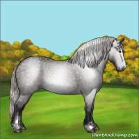 Horse Color:Gray Silver Black Sabino Rabicano 