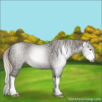 Horse Color:Gray Silver Black Sabino Splash Rabicano 