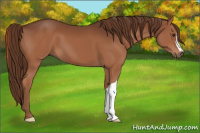 Horse Color:Liver Chestnut 