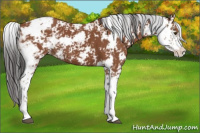 Horse Color:Bay Sabino Appaloosa 