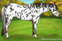 Horse Color:Liver Chestnut Sabino Near Leopard