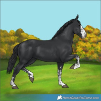 Horse Color:Black  and Black 
